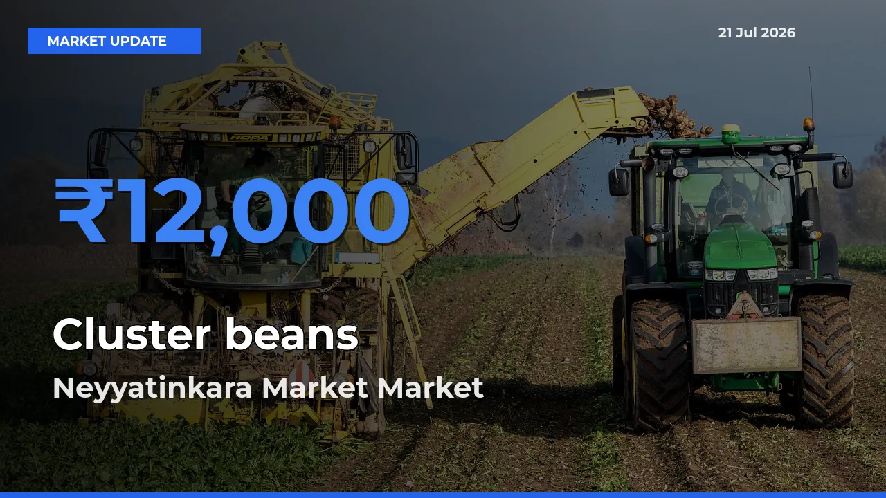 Neyyatinkara Market Leads as Top Mandi for Cluster beans Prices