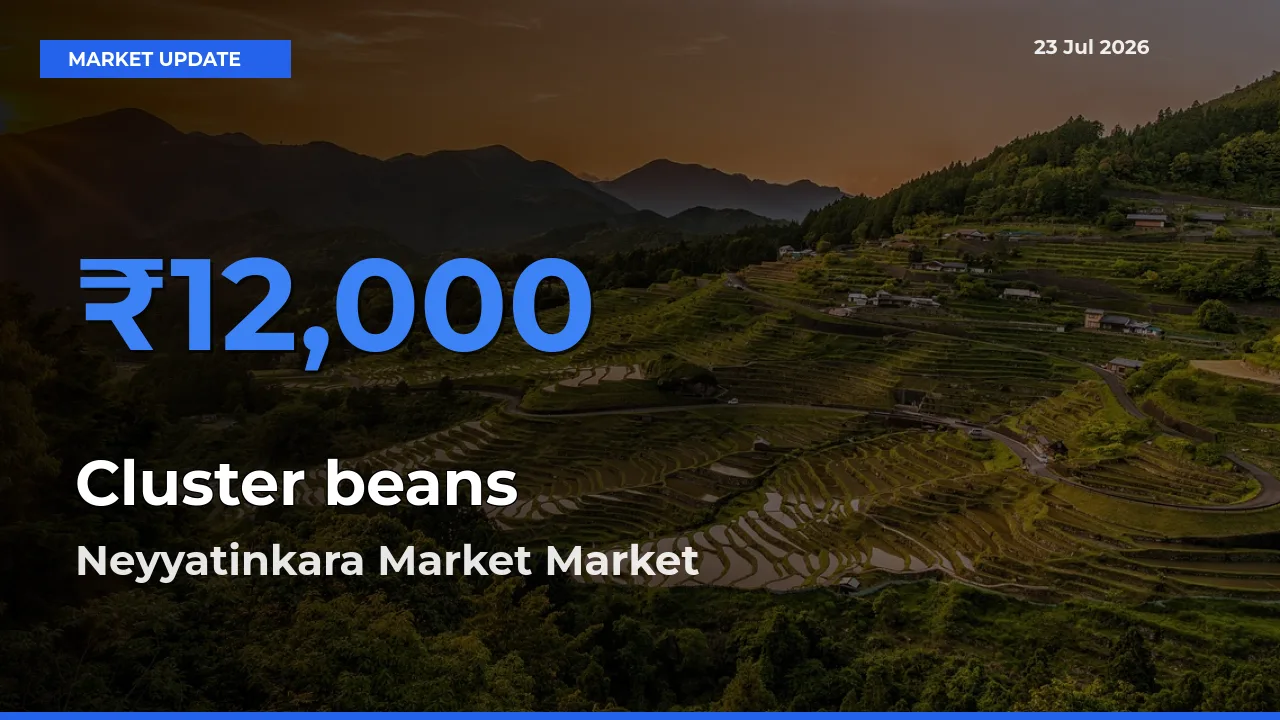 Farmers Prefer Neyyatinkara Market as Cluster beans Hits Highest Rate