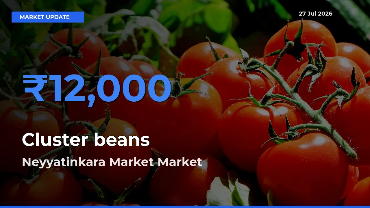 Farmers Prefer Neyyatinkara Market, Thiruvananthapuram, Keralam as Cluster beans Hits Highest Rate