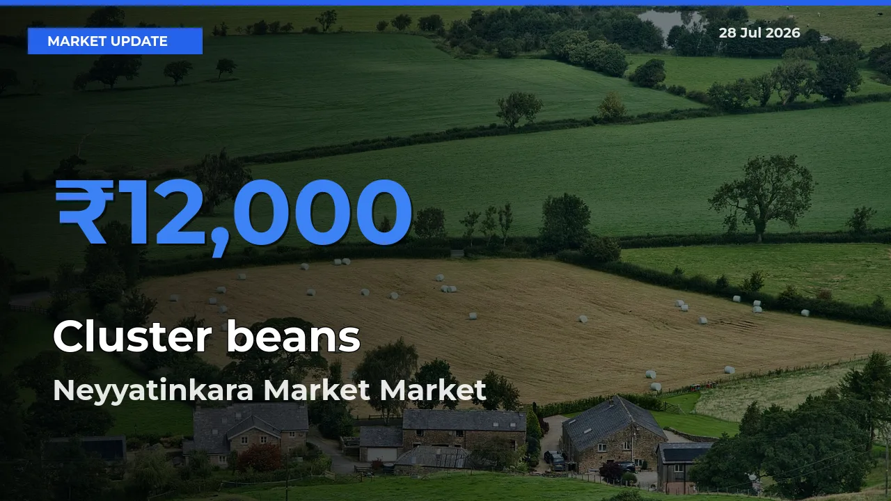 Neyyatinkara Market, Thiruvananthapuram, Keralam Tops Cluster beans Rates – July 28 Market Update