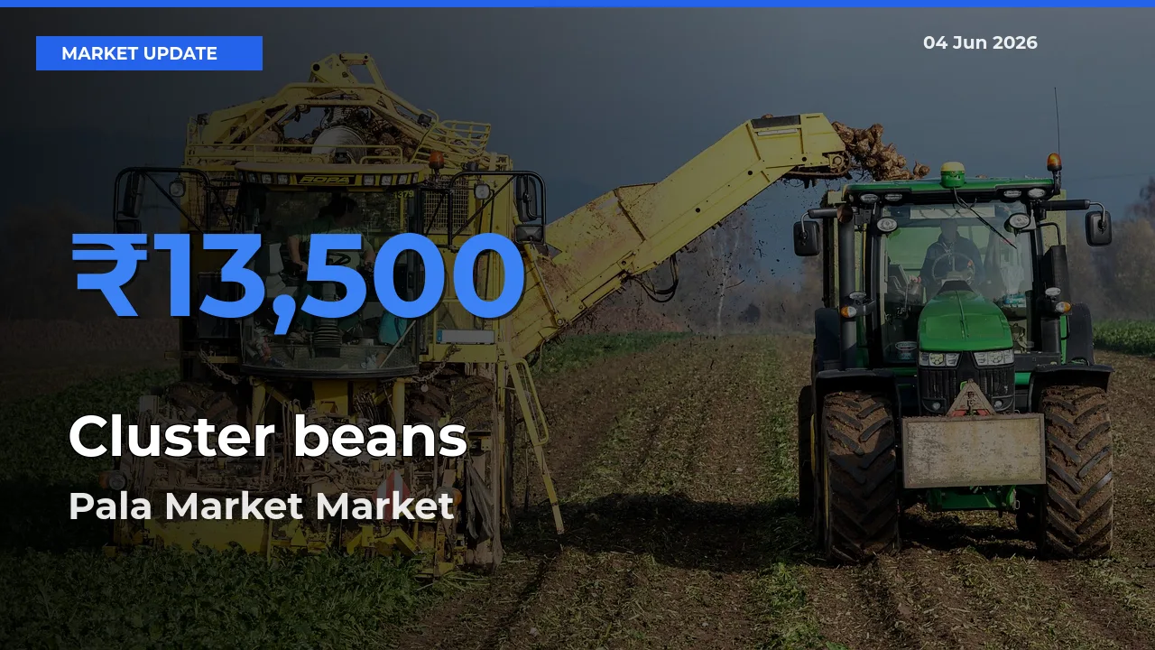 Cluster beans Mandi Rate Today: Pala Market Tops the List