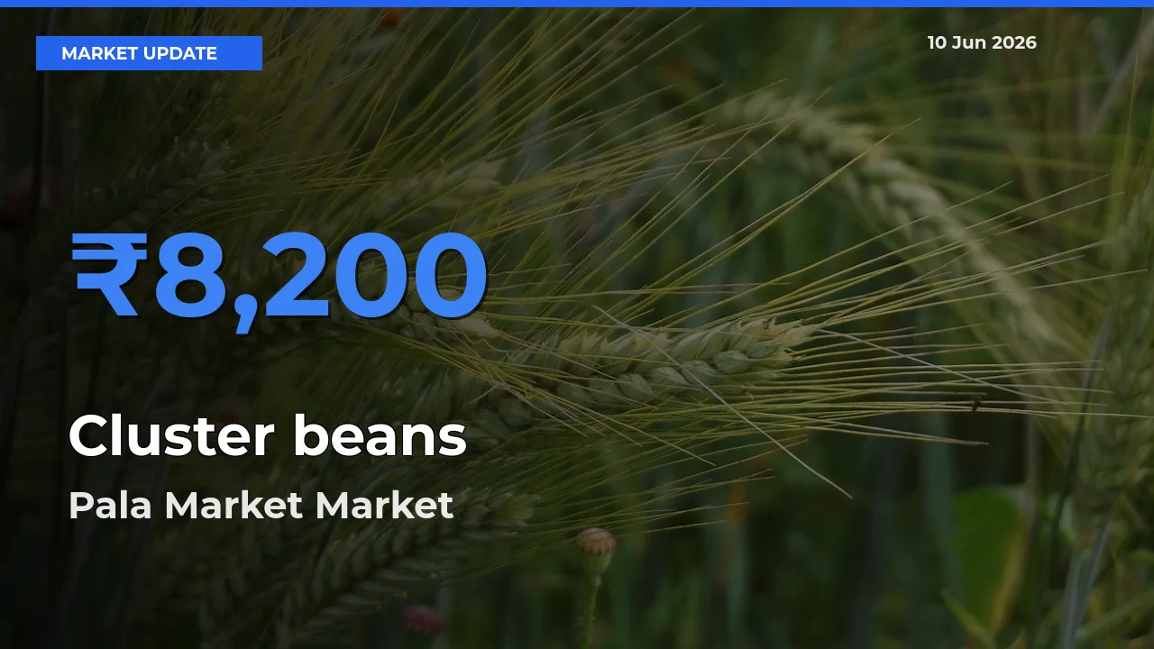 Pala Market Emerges as Top Mandi for Cluster beans Prices Today