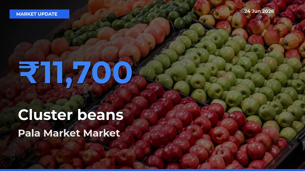 Pala Market Leads as Top Mandi for Cluster beans Prices