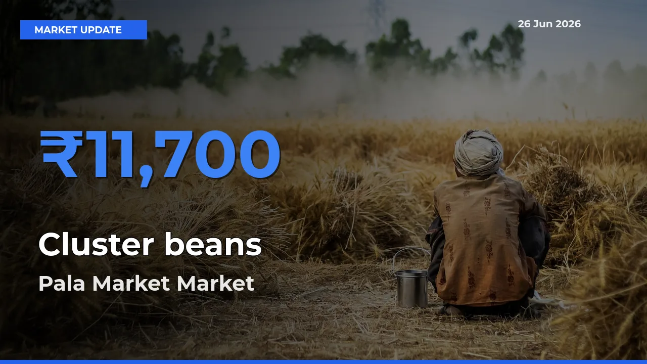 Pala Market Emerges as Top Mandi for Cluster beans Prices Today