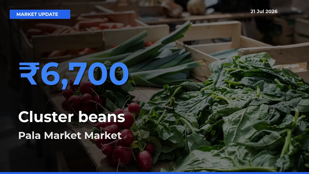 Pala Market Leads as Top Mandi for Cluster beans Prices