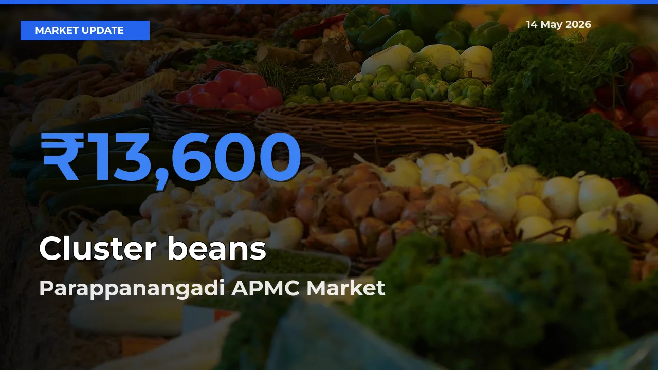 Top Performer! Parappanangadi APMC Offers Best Cluster beans Price Today
