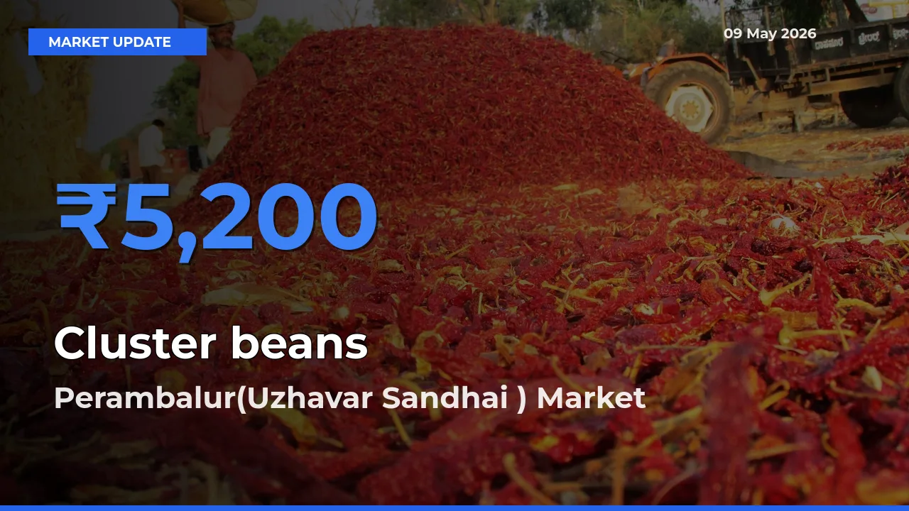 Market Watch: Perambalur(Uzhavar Sandhai ) Becomes Top Mandi for Cluster beans