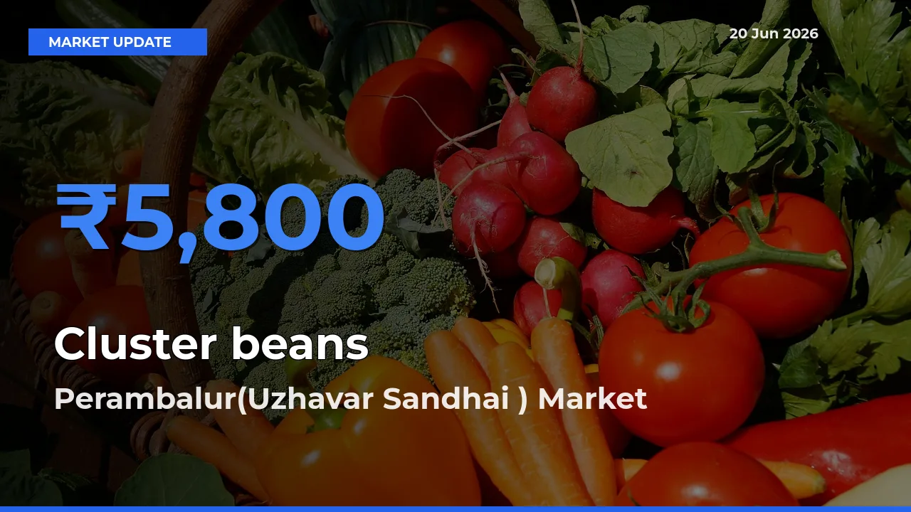 Top Performer! Perambalur(Uzhavar Sandhai ) Offers Best Cluster beans Price Today