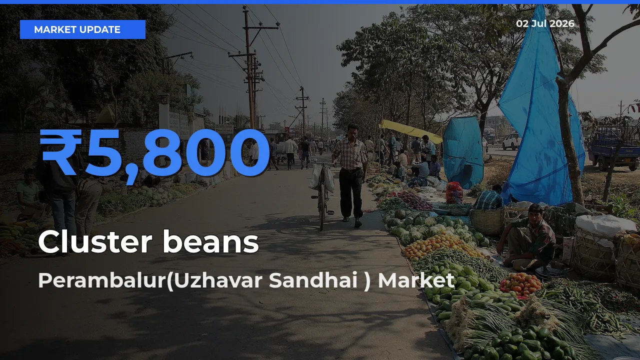 Farmers Prefer Perambalur(Uzhavar Sandhai ) as Cluster beans Hits Highest Rate