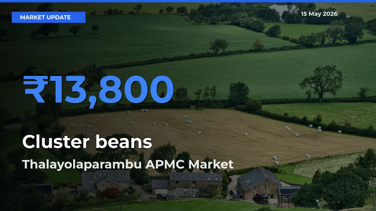 Thalayolaparambu APMC Tops Cluster beans Rates – May 15 Market Update