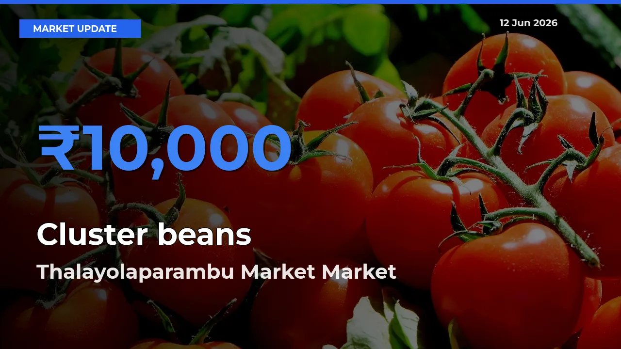 Top Performer! Thalayolaparambu Market Offers Best Cluster beans Price Today
