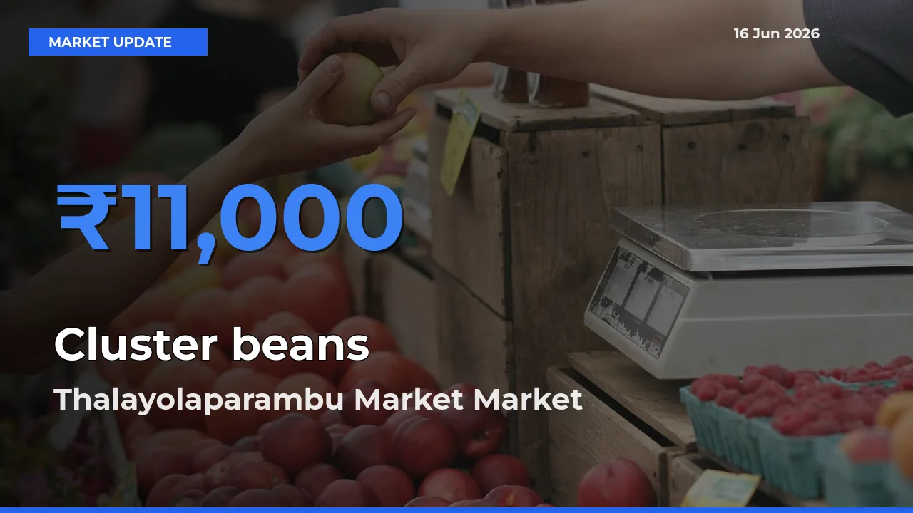 Thalayolaparambu Market Records Highest ₹11,000 Rate for Cluster beans