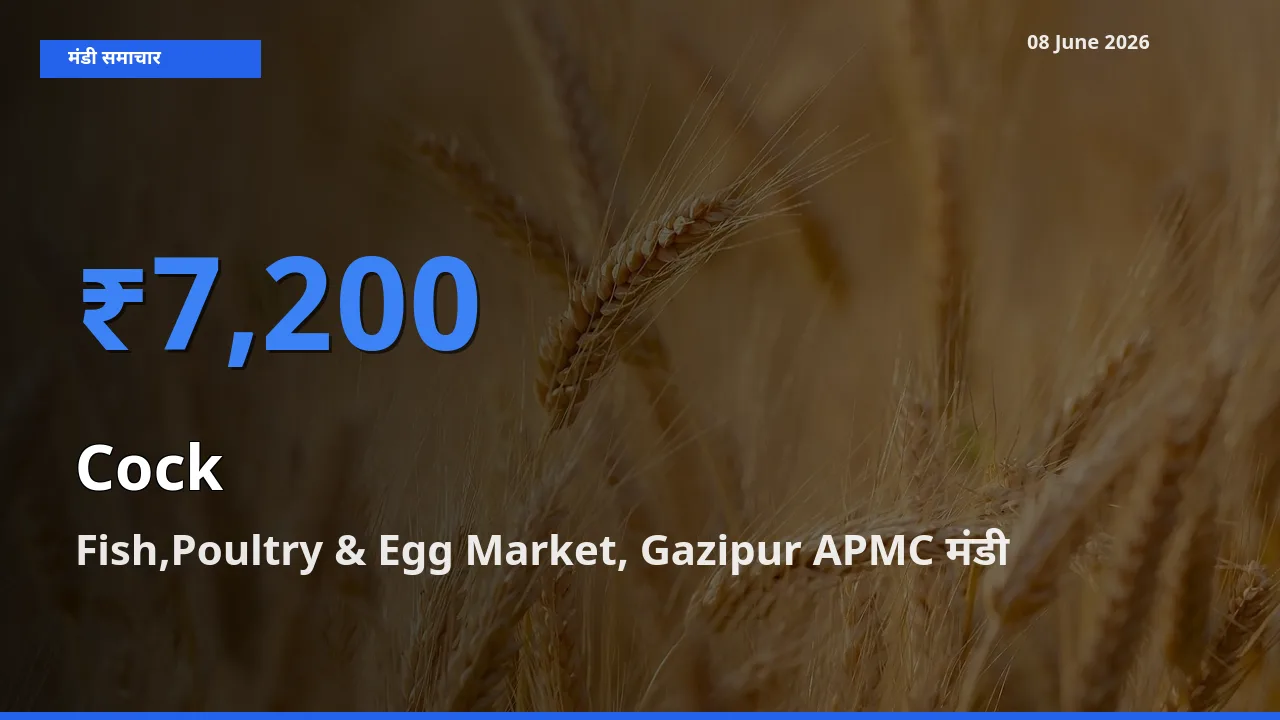 Fish,Poultry & Egg Market, Gazipur APMC मंडी में मुर्गा ₹7,200 पर पहुँचा – आज का सर्वोच्च भाव