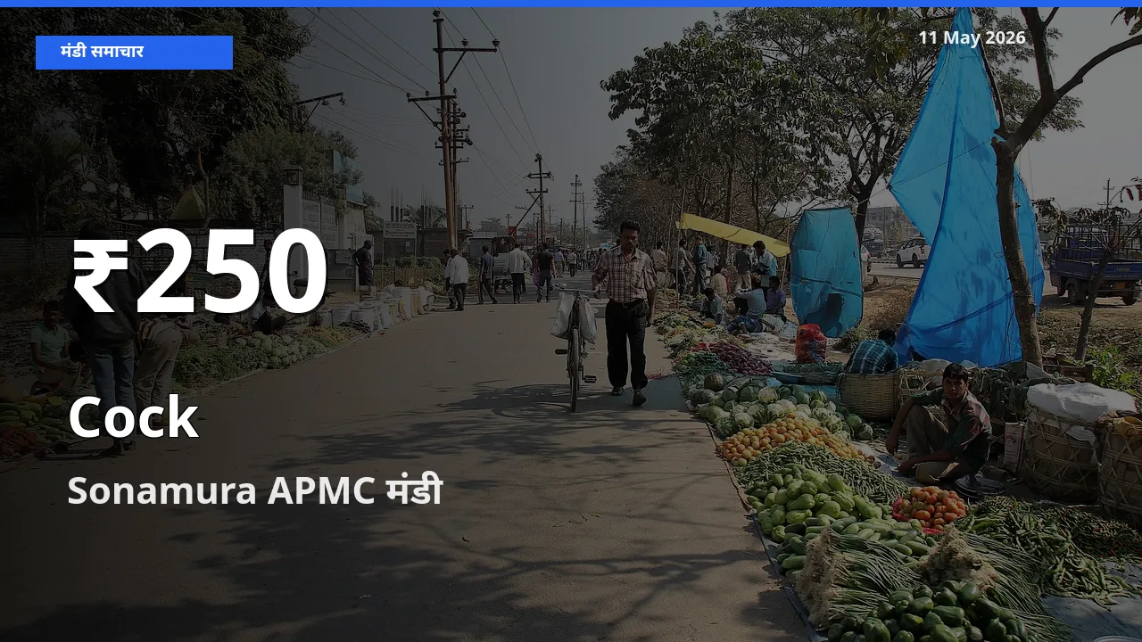 Sonamura APMC में मुर्गा के दाम 30 दिन के न्यूनतम स्तर पर, आज का मंडी भाव देखें