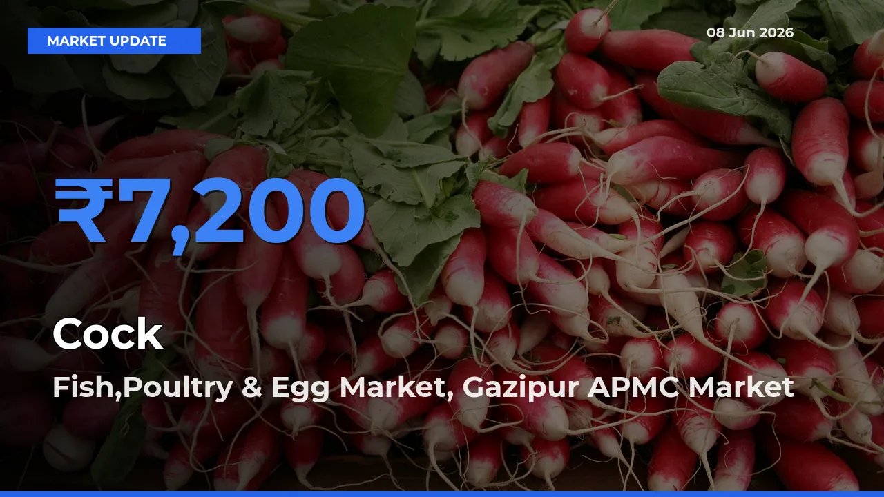 Cock Mandi Rate Today: Fish,Poultry & Egg Market, Gazipur APMC Tops the List