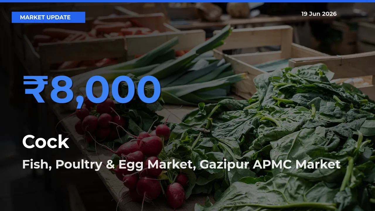 Fish, Poultry & Egg Market, Gazipur APMC Offers ₹8,000 – Highest Cock Rate Today