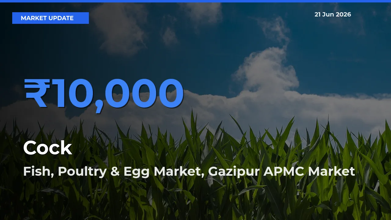 Market Watch: Fish, Poultry & Egg Market, Gazipur APMC Becomes Top Mandi for Cock