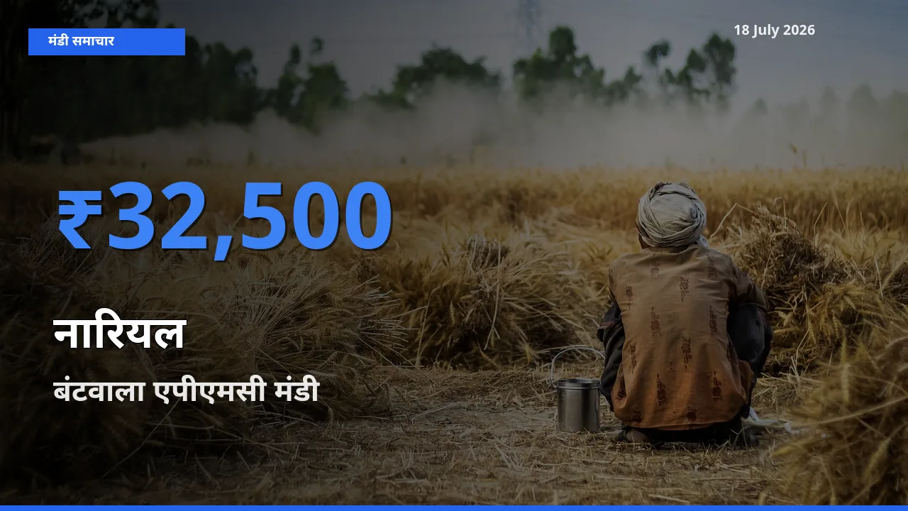 बंटवाला एपीएमसी मंडी में नारियल ₹32,500 पर पहुँचा – आज का सर्वोच्च भाव