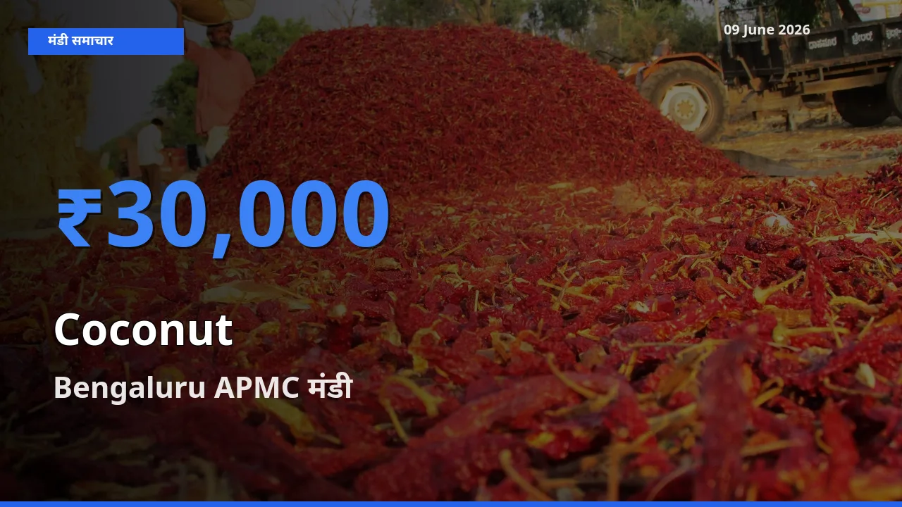 Bengaluru APMC में नारियल का आज सबसे ऊँचा भाव