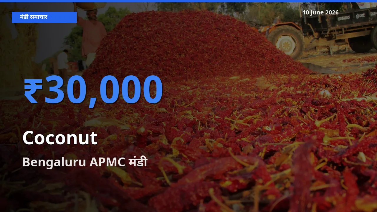 आज नारियल के सबसे ज़्यादा दाम Bengaluru APMC मंडी में दर्ज