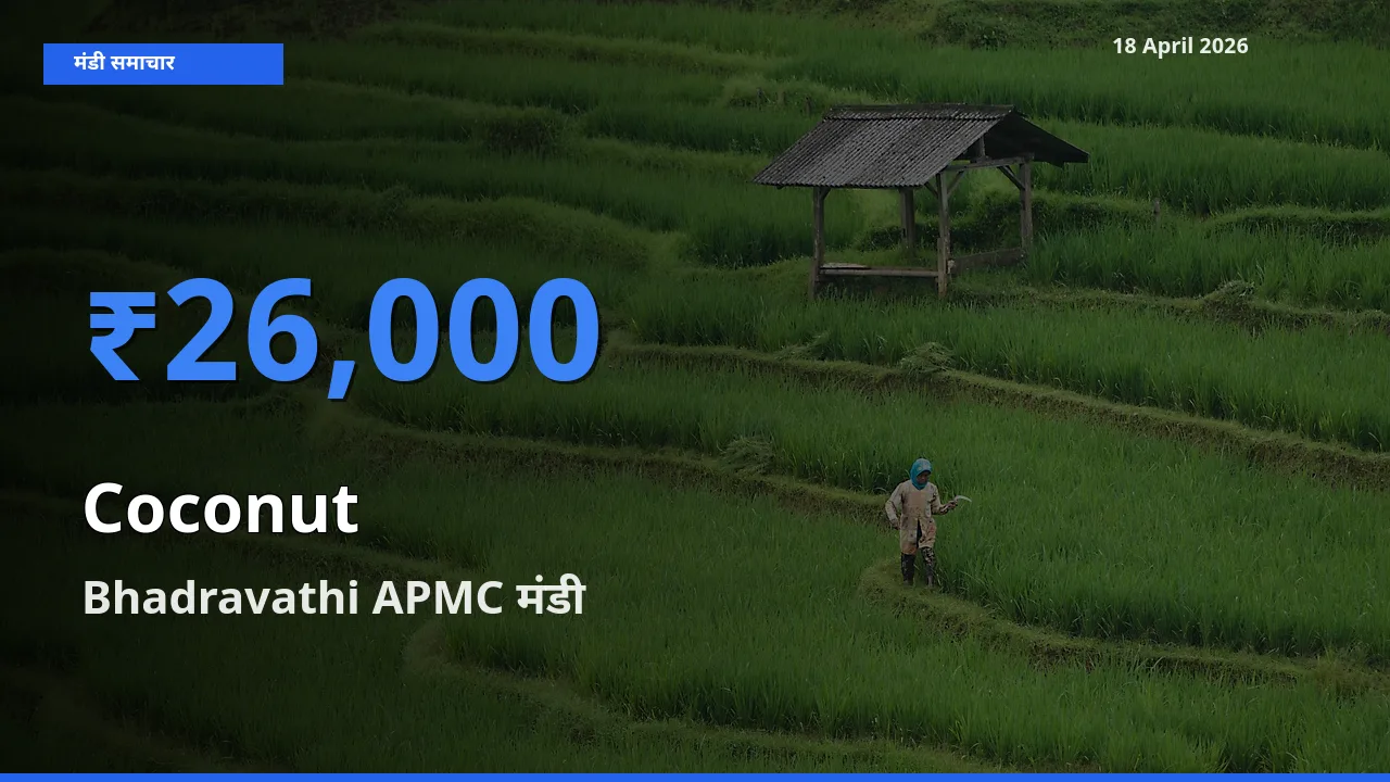 आज का मंडी भाव: नारियल के सबसे ज़्यादा दाम Bhadravathi APMC में
