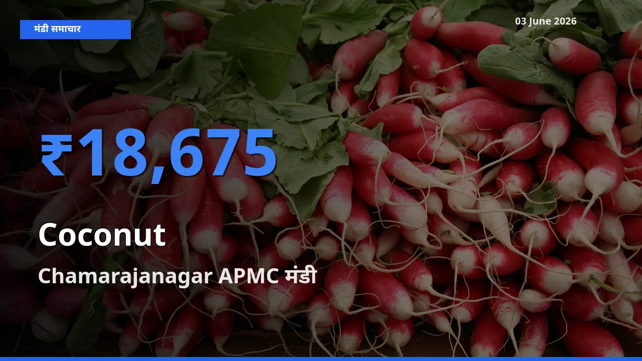 Chamarajanagar APMC में नारियल का आज सबसे ऊँचा भाव