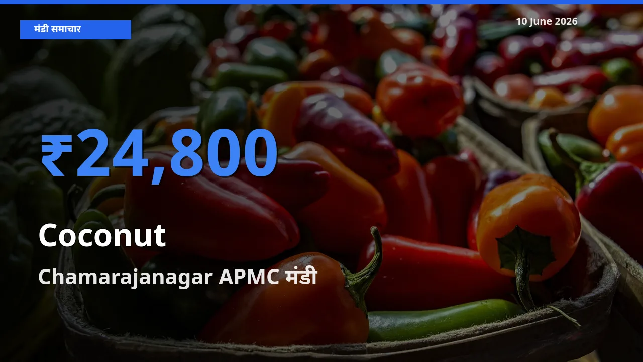 किसानों की पसंद बना Chamarajanagar APMC, नारियल के सबसे अच्छे दाम