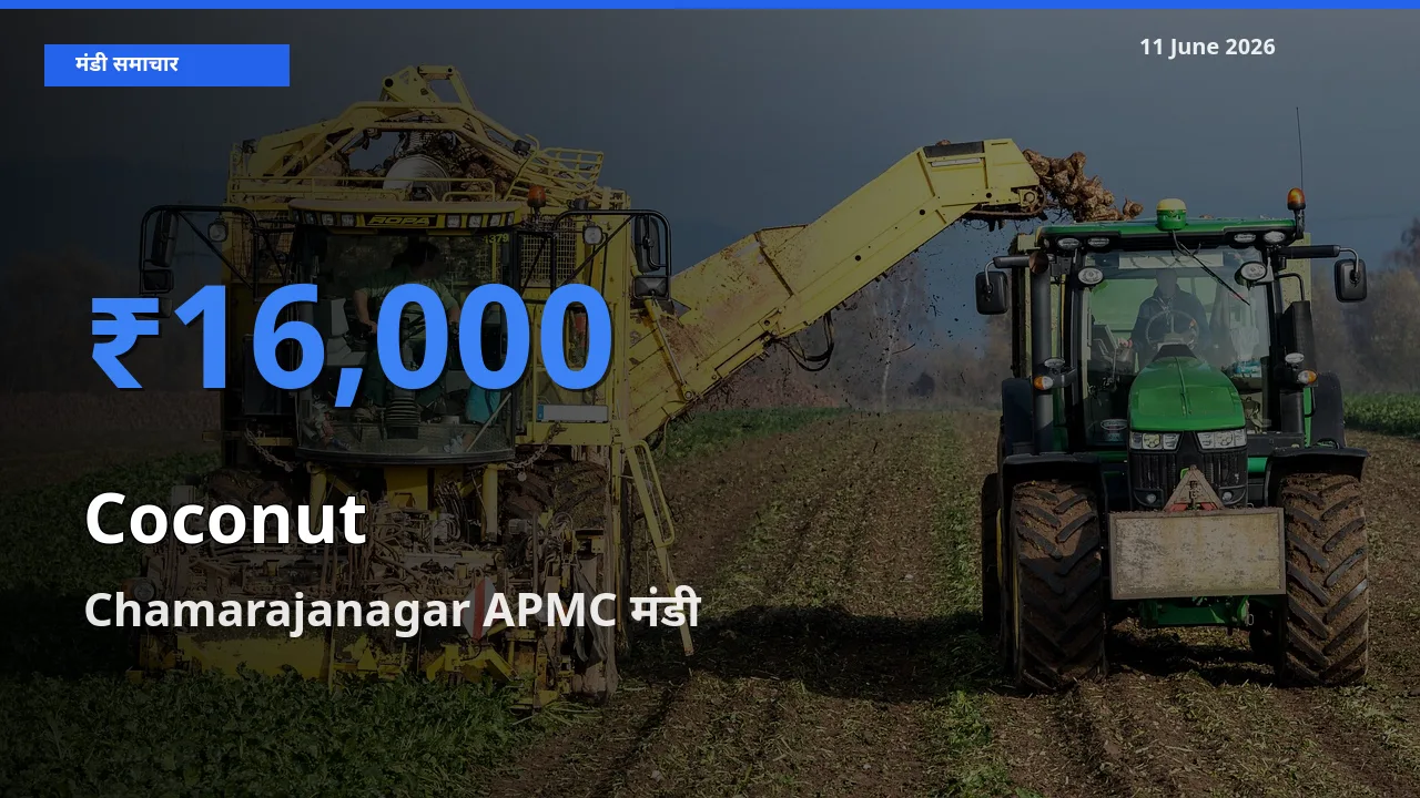Chamarajanagar APMC मंडी में आज नारियल के सबसे ऊँचे दाम दर्ज