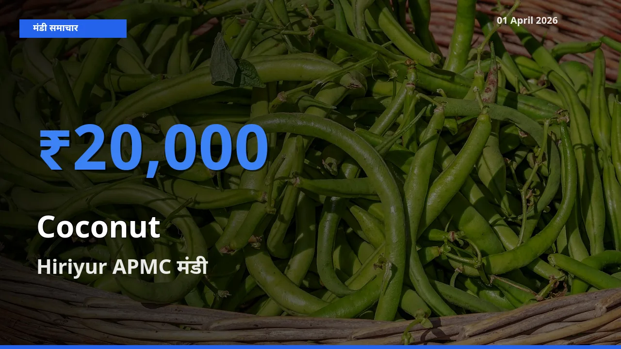 01 April अपडेट: नारियल के सबसे ऊँचे दाम Hiriyur APMC मंडी में