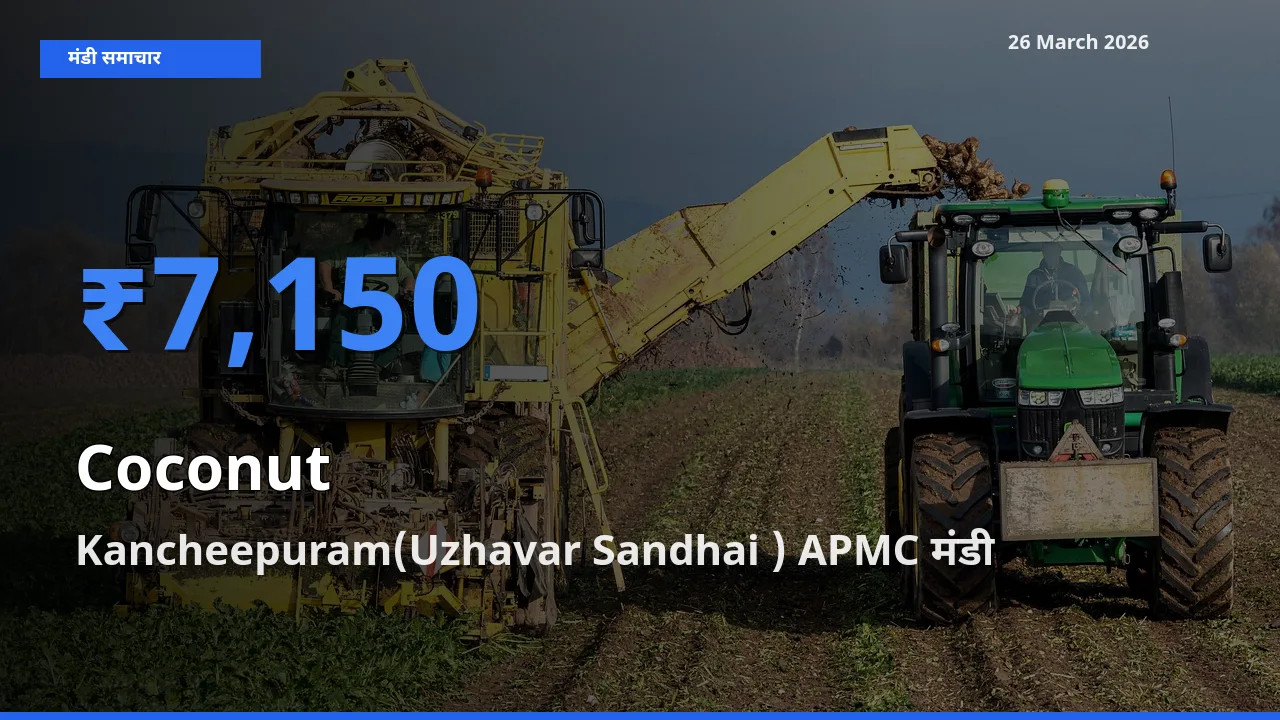 Kancheepuram(Uzhavar Sandhai ) APMC मंडी में नारियल ₹7,150 पर पहुँचा – आज का सर्वोच्च भाव