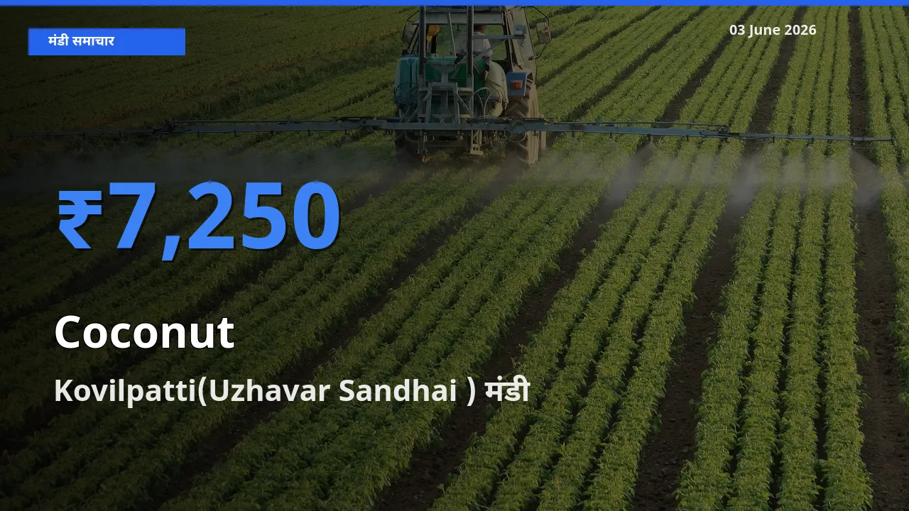 आज नारियल के सबसे ज़्यादा दाम Kovilpatti(Uzhavar Sandhai ) मंडी में दर्ज