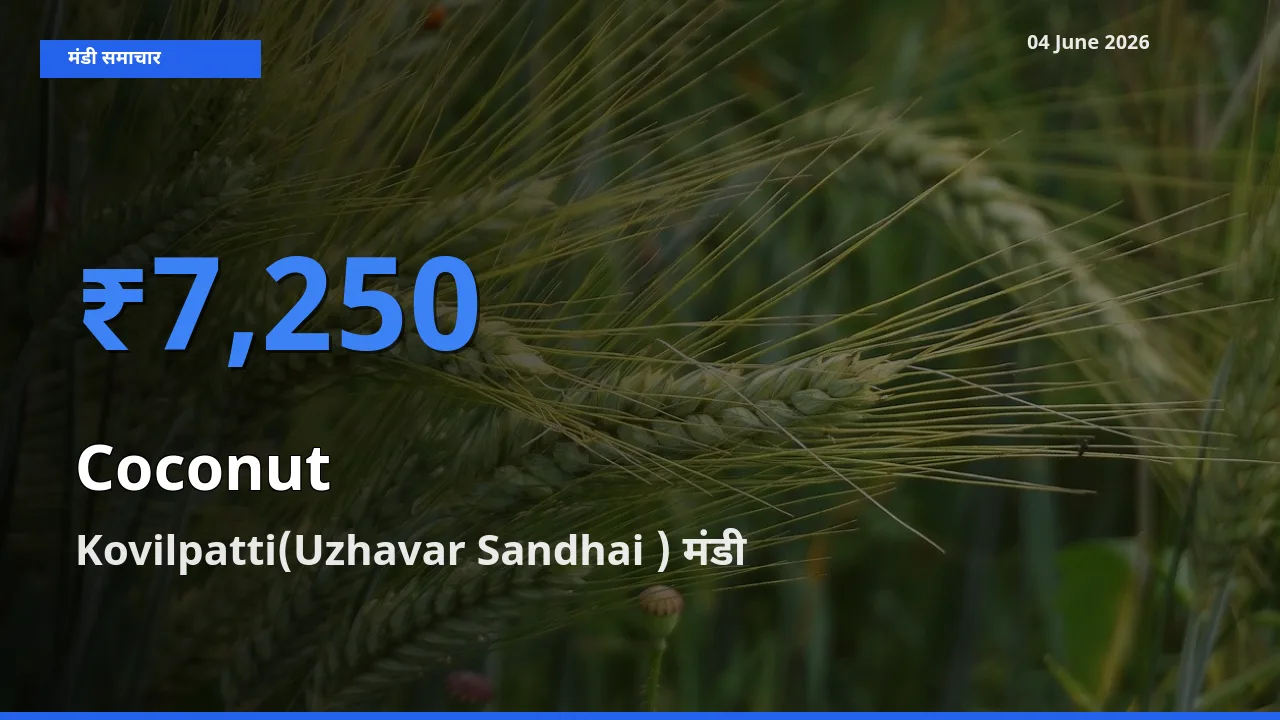 आज का मंडी भाव: नारियल के सबसे ज़्यादा दाम Kovilpatti(Uzhavar Sandhai ) में