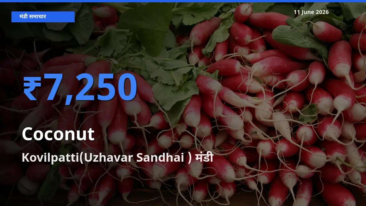 11 June अपडेट: नारियल के सबसे ऊँचे दाम Kovilpatti(Uzhavar Sandhai ) मंडी में