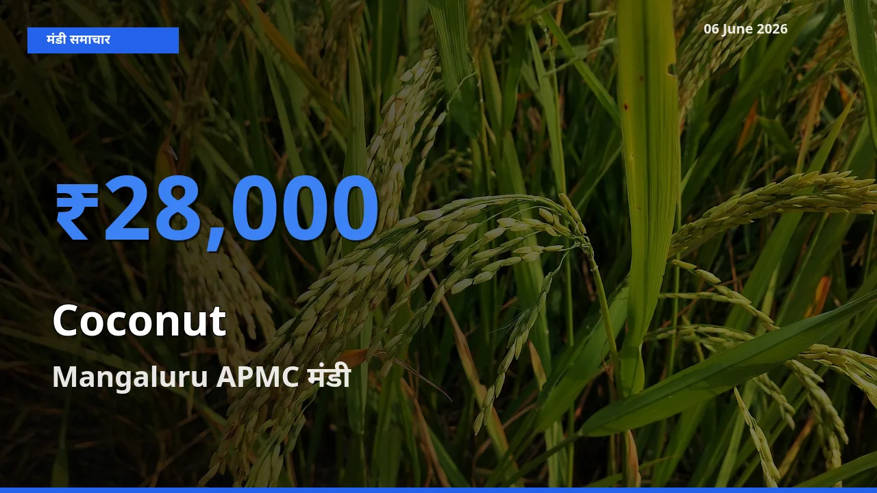 आज नारियल के सबसे ज़्यादा दाम Mangaluru APMC मंडी में दर्ज