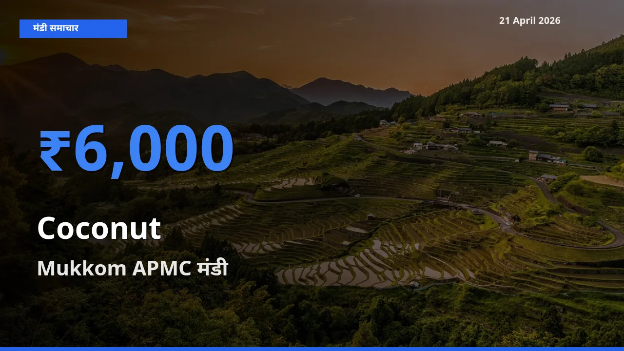 टॉप मंडी बना Mukkom APMC! नारियल के सबसे ऊँचे दाम यहीं दर्ज