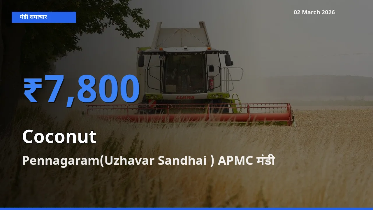 02 March अपडेट: Coconut के सबसे ऊँचे दाम Pennagaram(Uzhavar Sandhai ) APMC मंडी में
