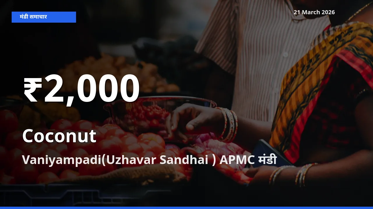 रिकॉर्ड गिरावट नहीं, लेकिन 30 दिन का न्यूनतम! Vaniyampadi(Uzhavar Sandhai ) APMC में नारियल के दाम फिसले