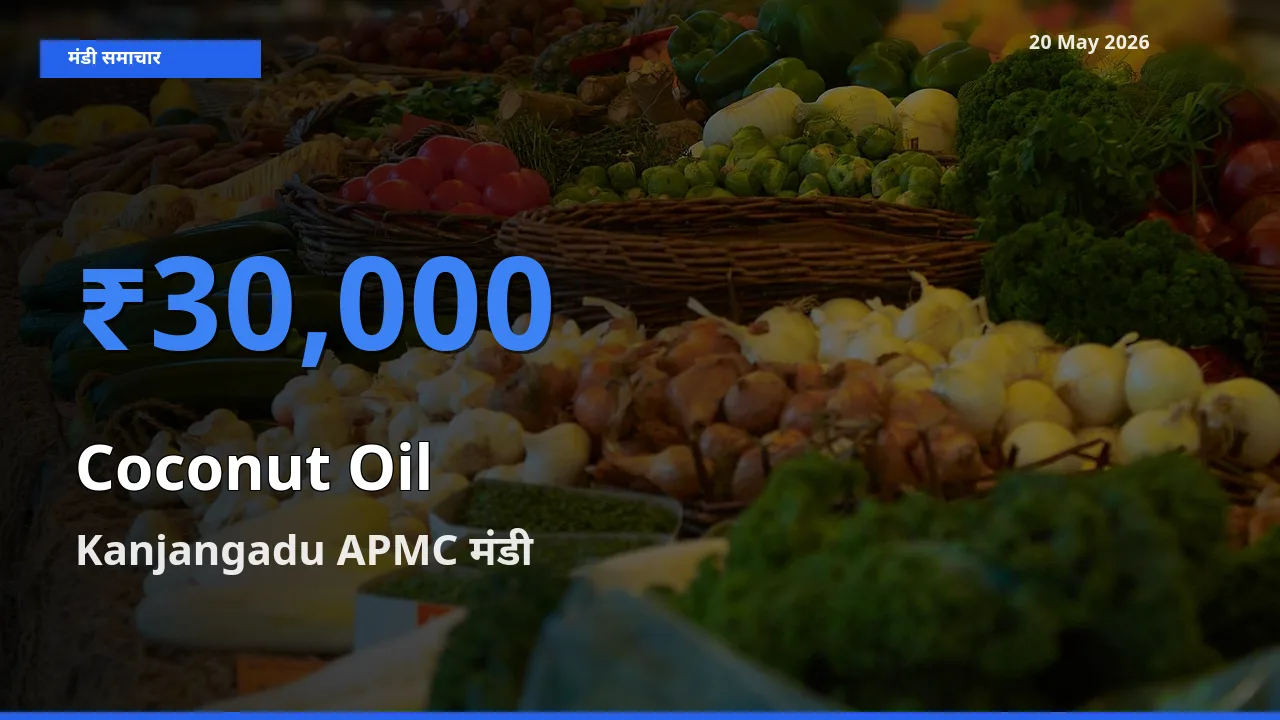 Kanjangadu APMC में नारियल का तेल का आज सबसे ऊँचा भाव