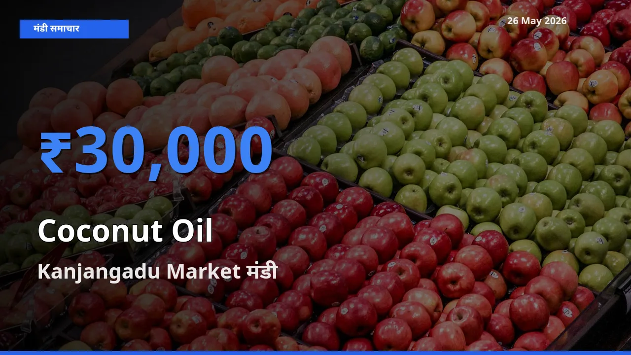Kanjangadu Market में नारियल का तेल का आज सबसे ऊँचा भाव
