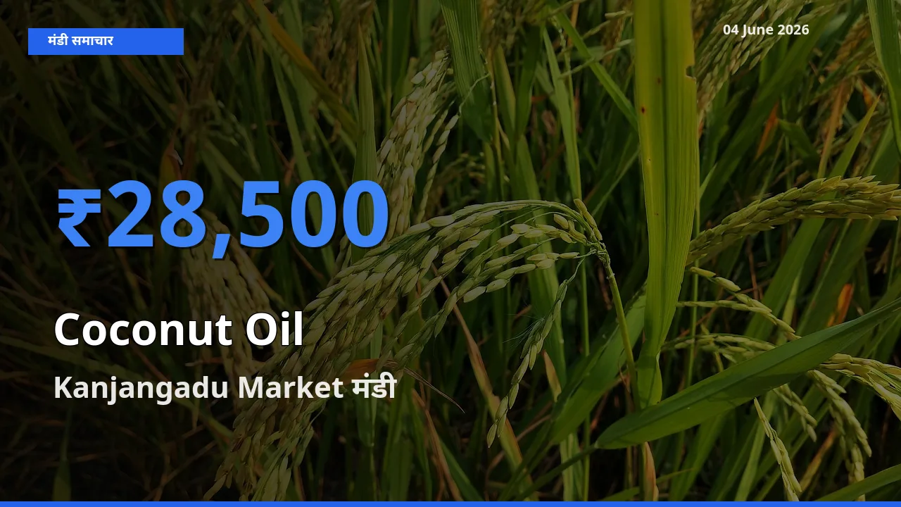आज नारियल का तेल के सबसे ऊँचे दाम ₹28,500 Kanjangadu Market मंडी में