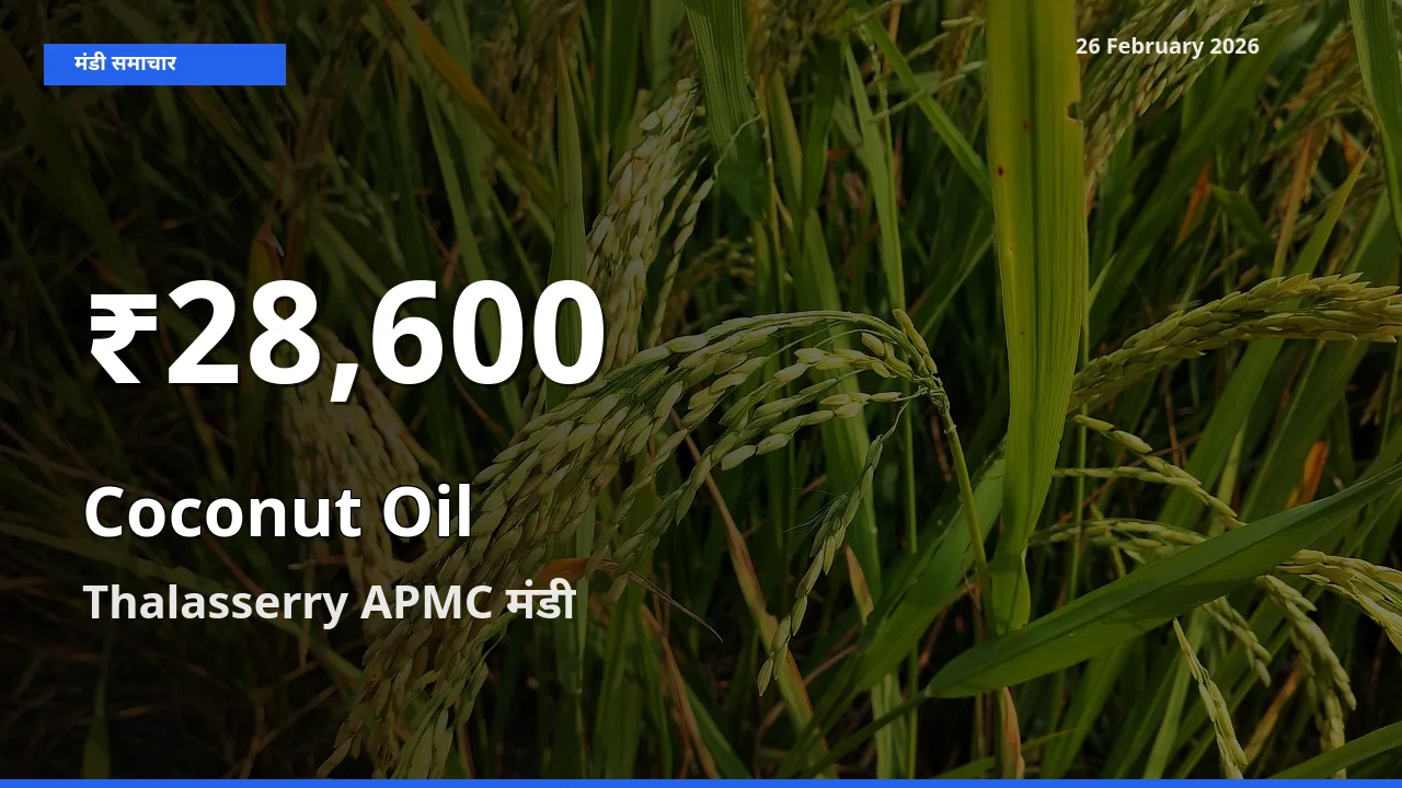 Coconut Oil के दामों में गिरावट, Thalasserry APMC में 30 दिन का न्यूनतम भाव