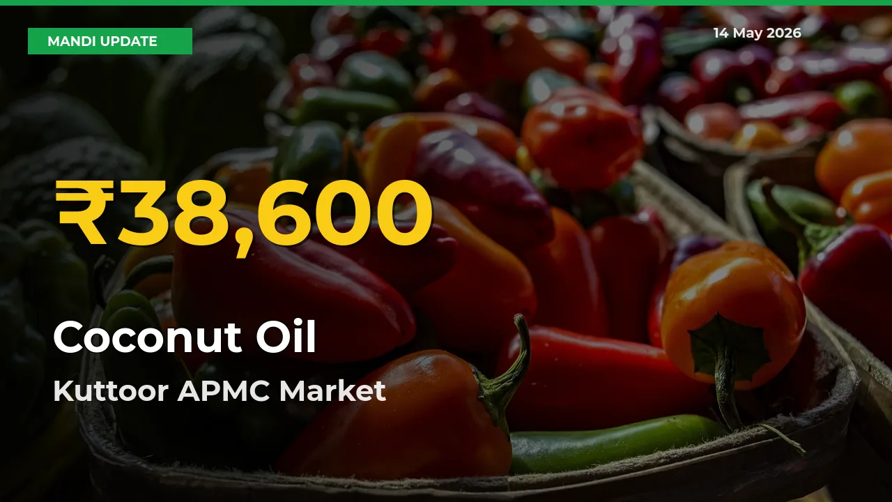 Coconut Oil Mandi Rate Surges Today in Kuttoor APMC – Highest Level in 30 Days