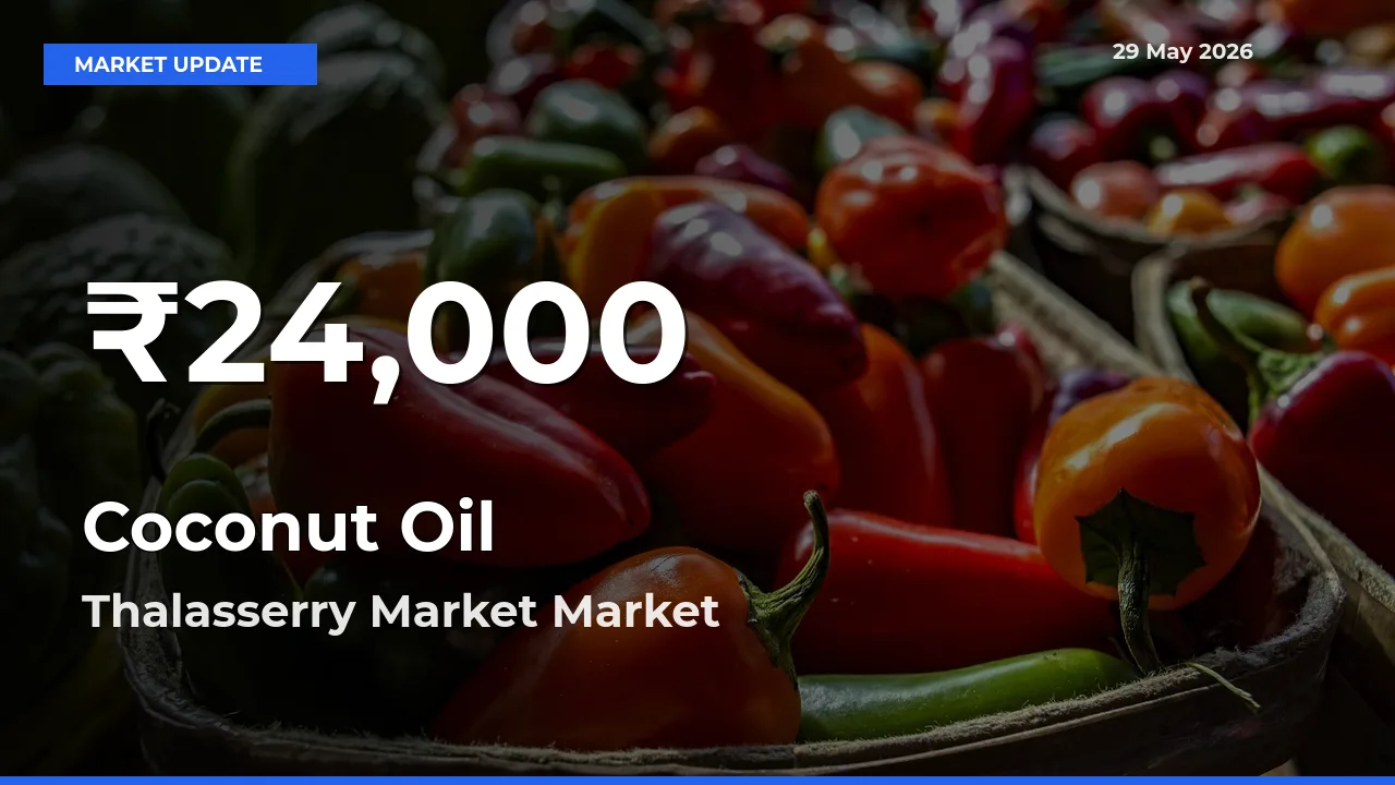 Big Drop! Coconut Oil Slides to 30-Day Low at Thalasserry Market