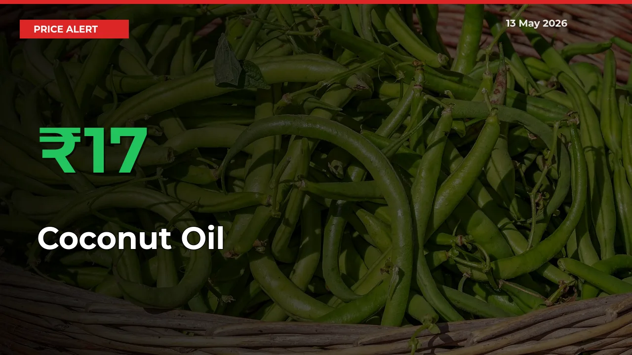 17.21% Spike in Coconut Oil Prices – Mandi Sees Sudden Rally