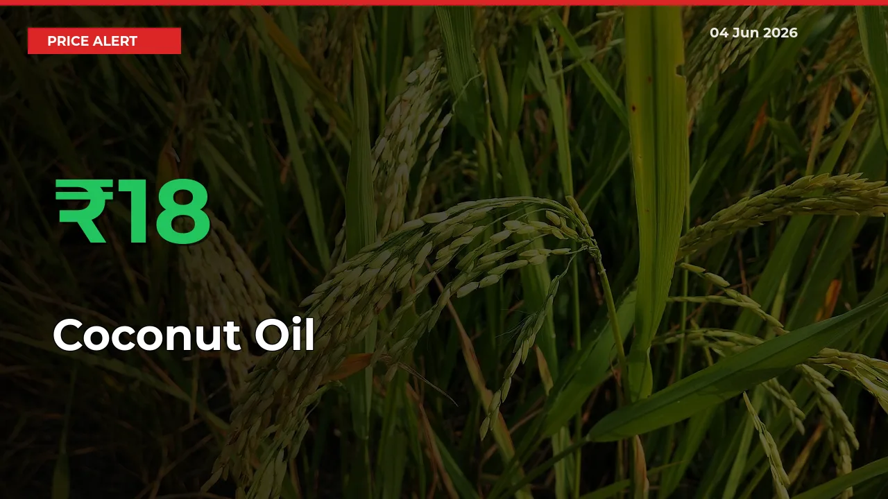 Sudden 18.16% Rally in Coconut Oil Prices Across Mandis