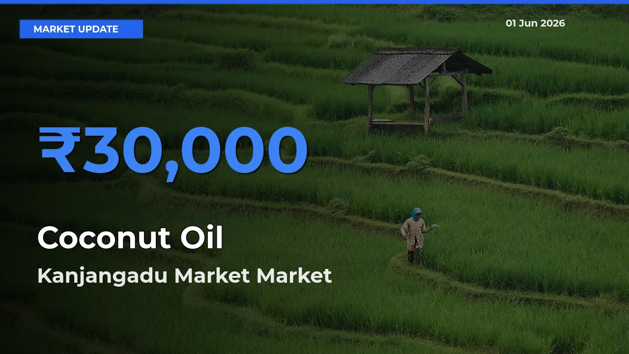 Top Performer! Kanjangadu Market Offers Best Coconut Oil Price Today