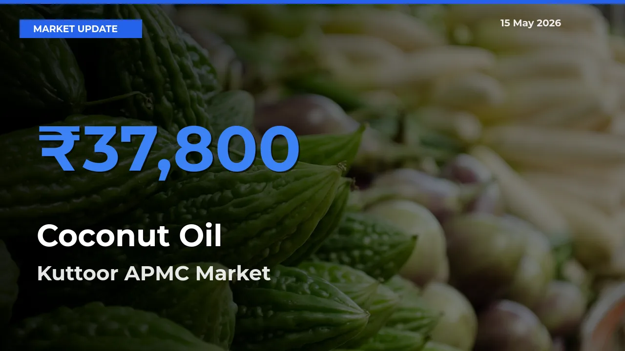 Kuttoor APMC Offers ₹37,800 – Highest Coconut Oil Rate Today