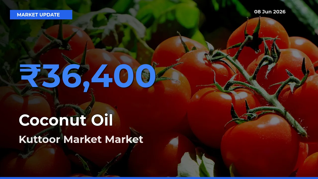 Coconut Oil Mandi Rate Today: Kuttoor Market Tops the List
