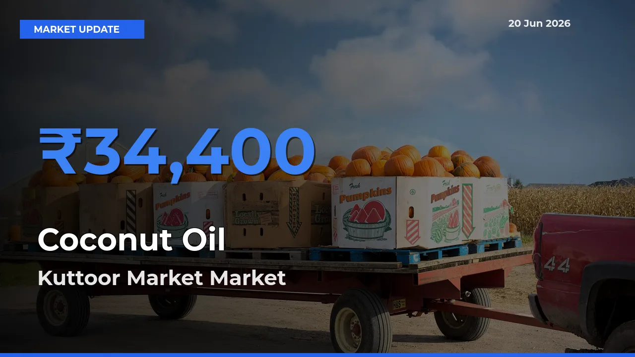 Kuttoor Market Offers ₹34,400 – Highest Coconut Oil Rate Today