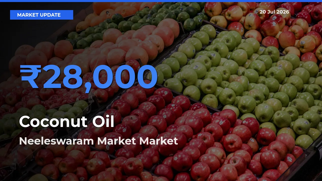 Top Performer! Neeleswaram Market Offers Best Coconut Oil Price Today